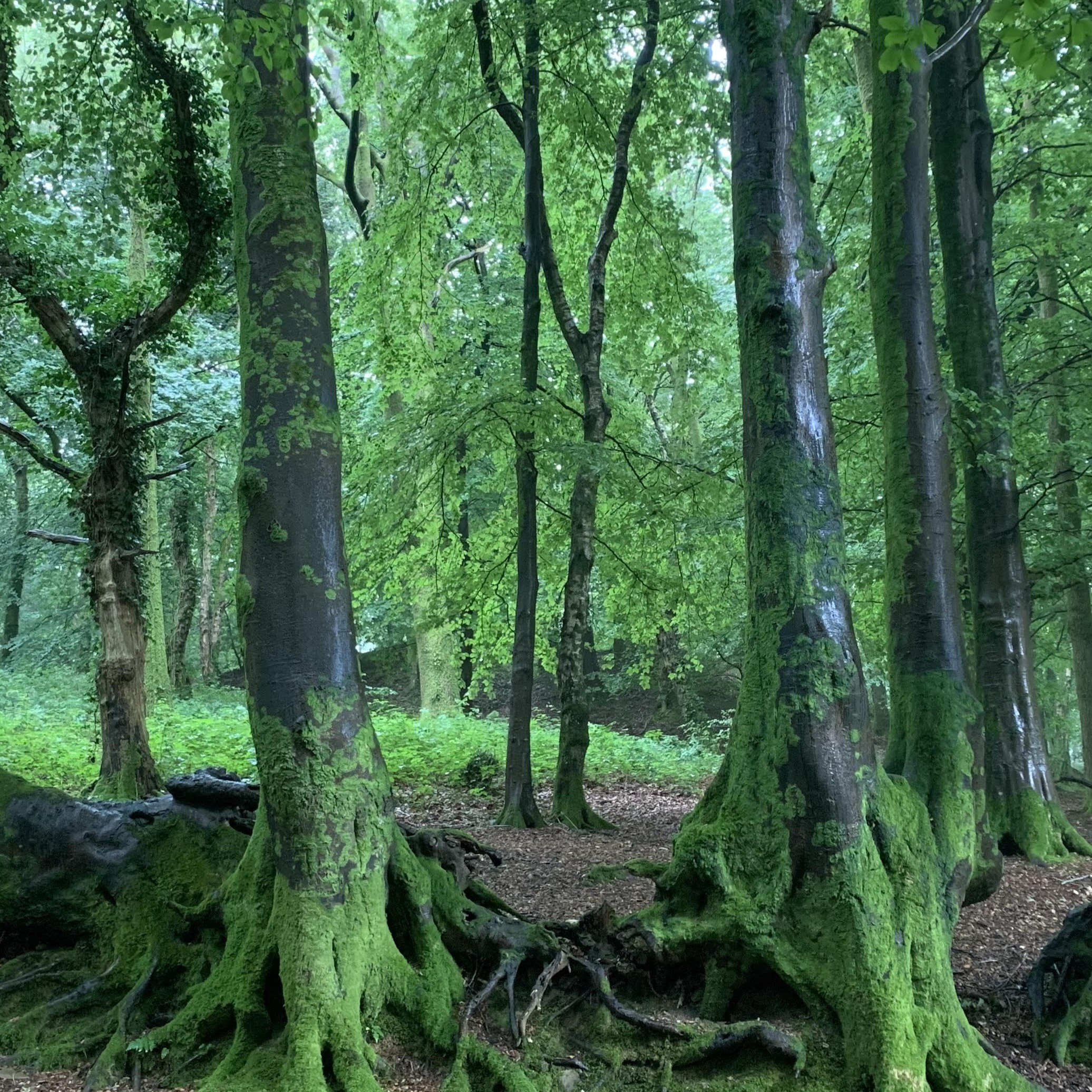 Pays de Galles carré